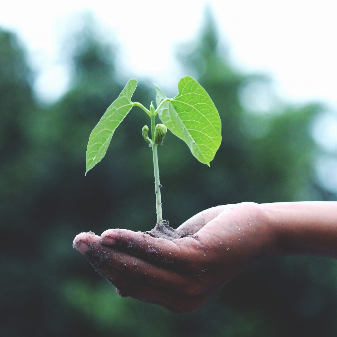 A hand with soil on the fingers is gently holding a young green plant with two large leaves and a small bud, against a blurred outdoor background.