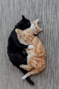 A black and an orange tabby cat are cuddled together on a gray textured surface, forming a yin-yang shape as they sleep intertwined. The black cat's head is resting on the orange cat's body, and their legs are gently wrapped around each other.