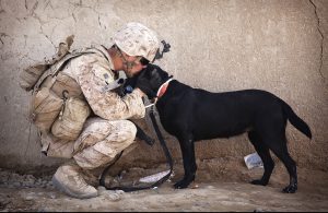 A soldier in camouflage uniform, kneeling down and gently petting a black dog with a white chest. The soldier is wearing a helmet and tactical gear, and they are positioned against a plain, beige wall. The dog appears calm and obedient.