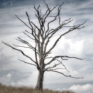 A tall, leafless, dead tree standing alone against a cloudy sky, with many bare, twisted branches extending outward.