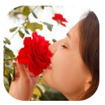 A woman with brown hair is holding a large red rose close to her nose, appearing to smell it. She has her eyes closed and a gentle expression on her face. The background shows green leaves and a blurred outdoor setting. A woman with brown hair is holding a large red rose close to her nose, appearing to smell it. She has her eyes closed and a gentle expression on her face. The background shows green leaves and a blurred outdoor setting.